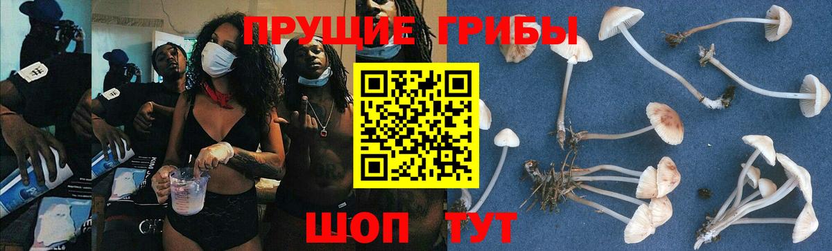 Фурманов  Псилоцибиновые грибы Cubensis  Вход с VPN 